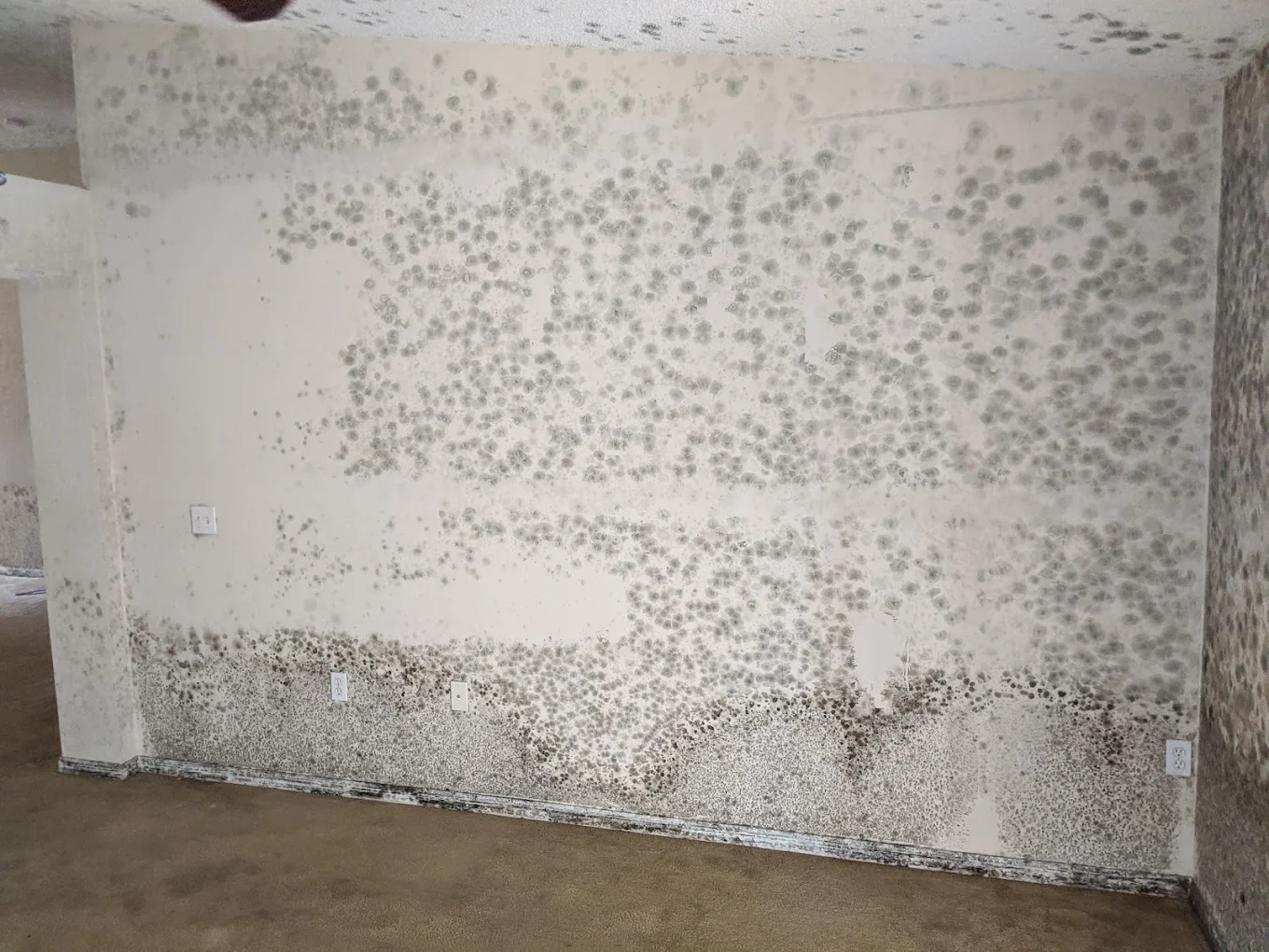 Mold remediation